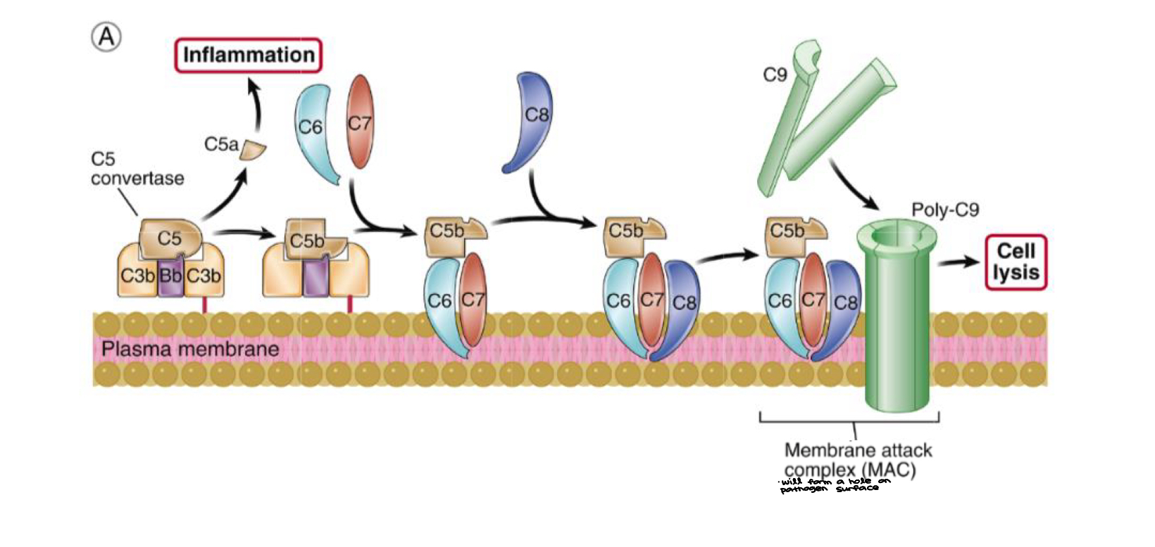 knowt flashcard image