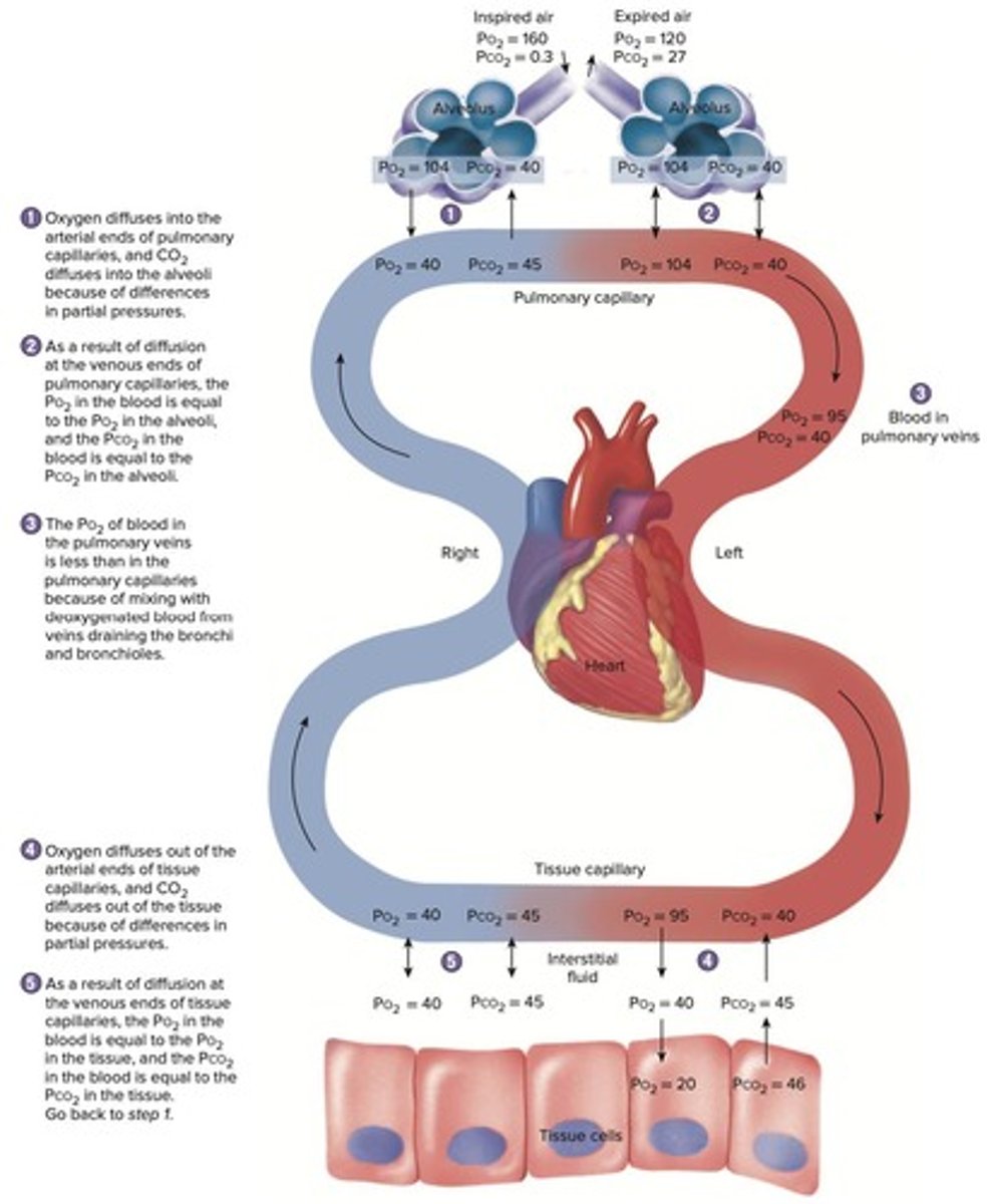 <p>Exchange of gases between lungs and blood.</p>