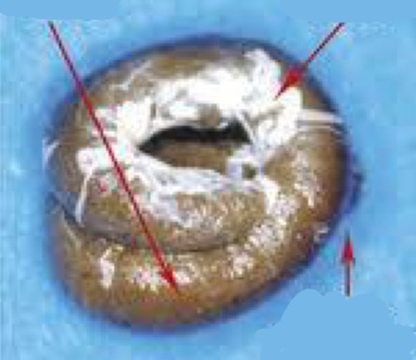 <p>What are the 3 components of bird droppings?</p>