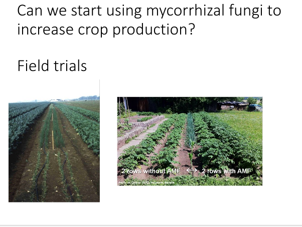<p><span>In most trials, arbuscular mycorrhizal fungi positively affected grain yield.</span></p>