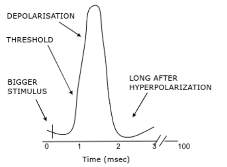 <p>Action potential</p><p>At axon</p><p>All-or-none response - if sufficient stimulus get constant amplitude response </p><p>Does not diminish in strength as travels through neurone </p>