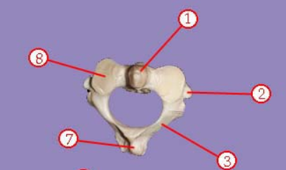 <p><span>Name this specific vertebra</span></p>