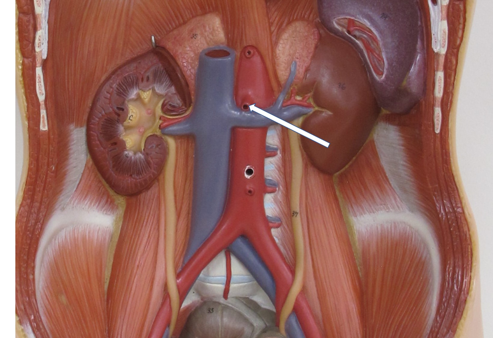 <p>tak van aorta pars abdominalis</p>