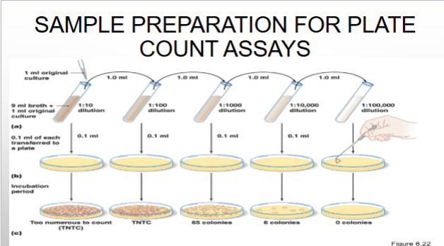<p>the process of preparing subsamples (small vl of each dilution; aliquots) of different concentrations of microbes on a agar plate to estimate the # of CFU/ml or CFU/g in a given sample</p>