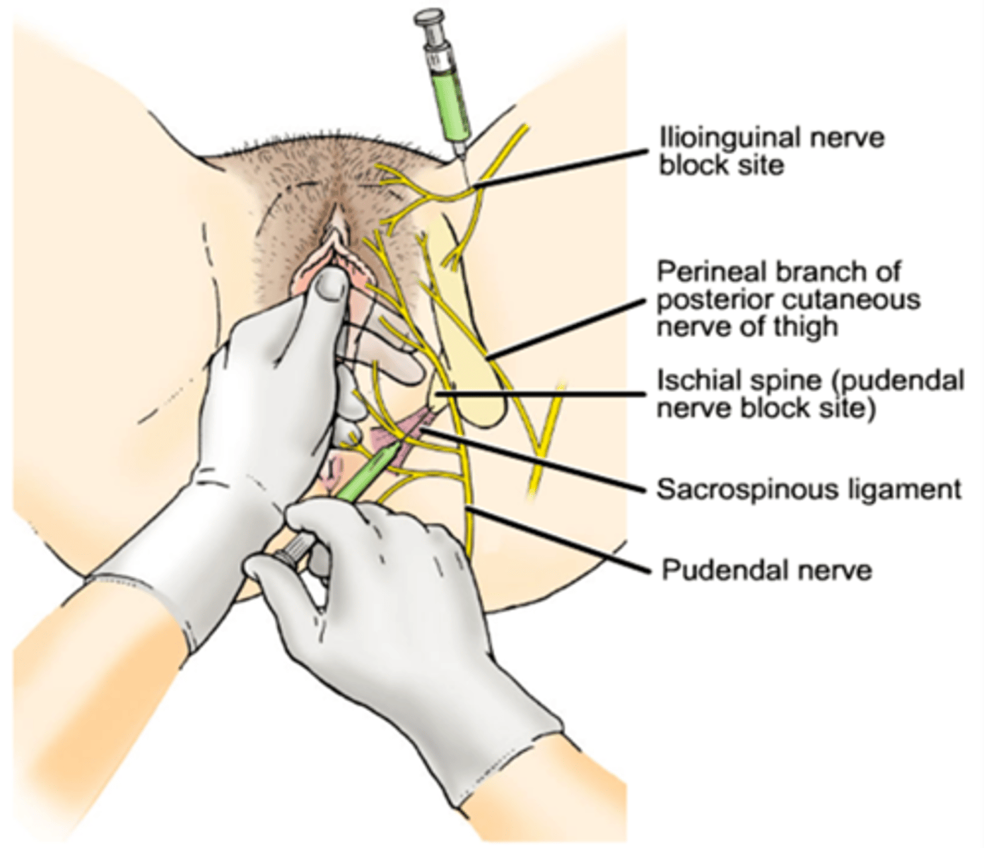 <p>majority of structures in pelvis and pelvic wall</p>