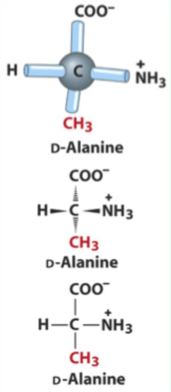 <p>Bacterial cell walls and some peptide antibiotics.</p>