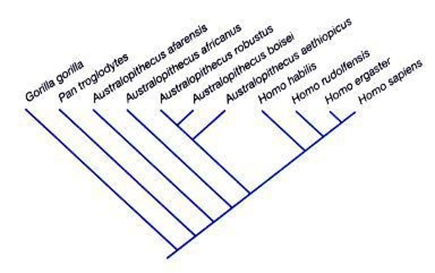 <p>Neanderthals, coexisted with early Homo sapiens.</p>