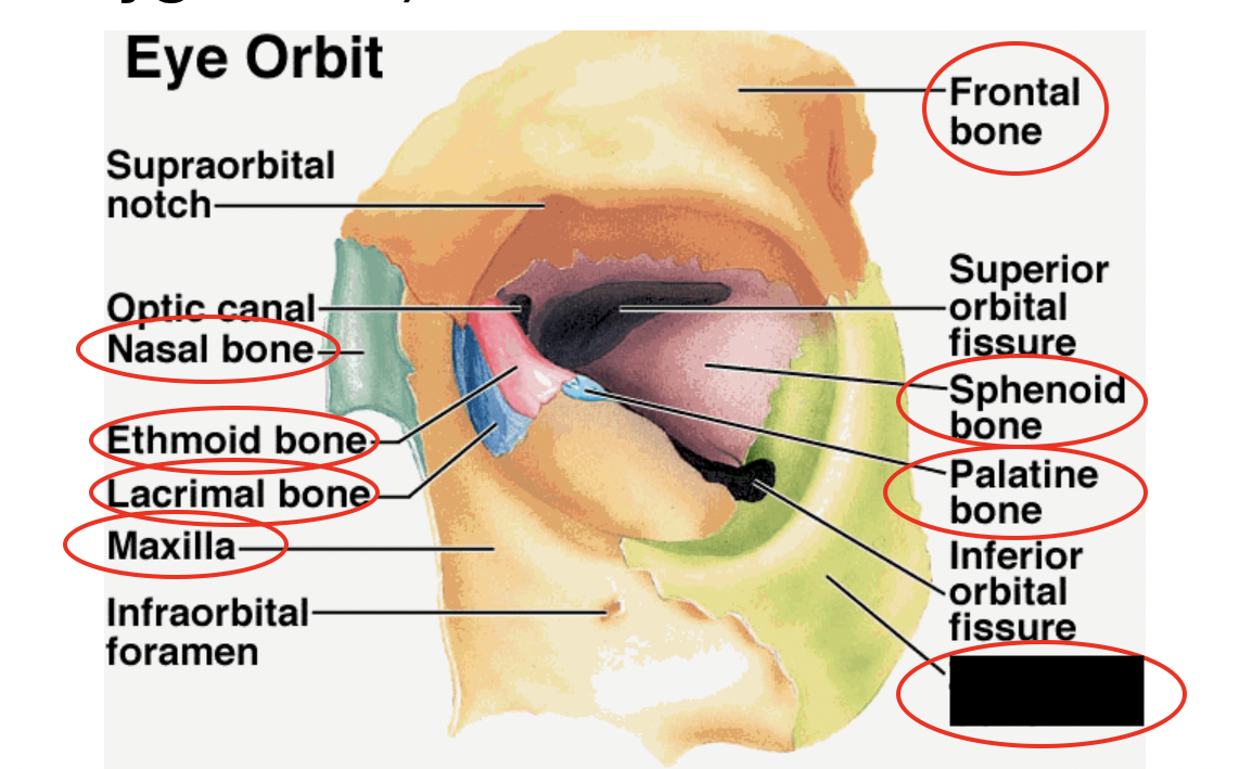 these are the bones that form the eye orbit, what bone is this?