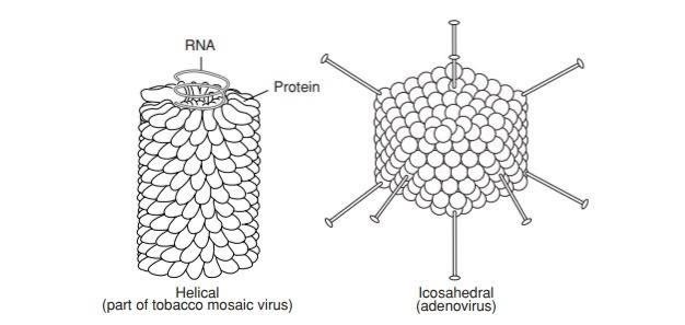 <ol><li><p><strong>helical symmetry</strong> - rod shaped</p><ol><li><p>Ebola virus</p></li></ol></li><li><p><strong>icosahedral symmetry</strong> - spherical</p><ol><li><p>Human  papillomavirus  virion</p></li></ol></li></ol>