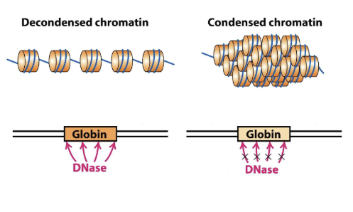 <ul><li><p>Decondensed chromatin is accessible and can bind to other proteins</p></li><li><p>Condensed chromatin is protected by compaction and not available for binding.<br>This determines which genes are transcribed.</p></li></ul><p></p>