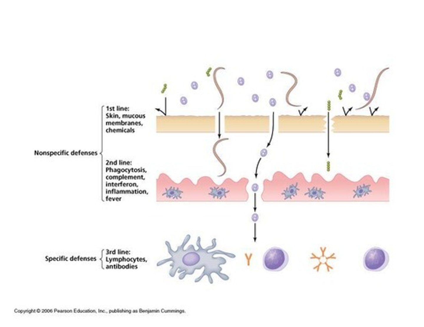 <p>The first line of defense against pathogens, including surface barriers and internal defenses.</p>