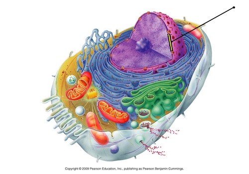 <p>encloses the nucleus to separate its contents from the cytoplasm</p>