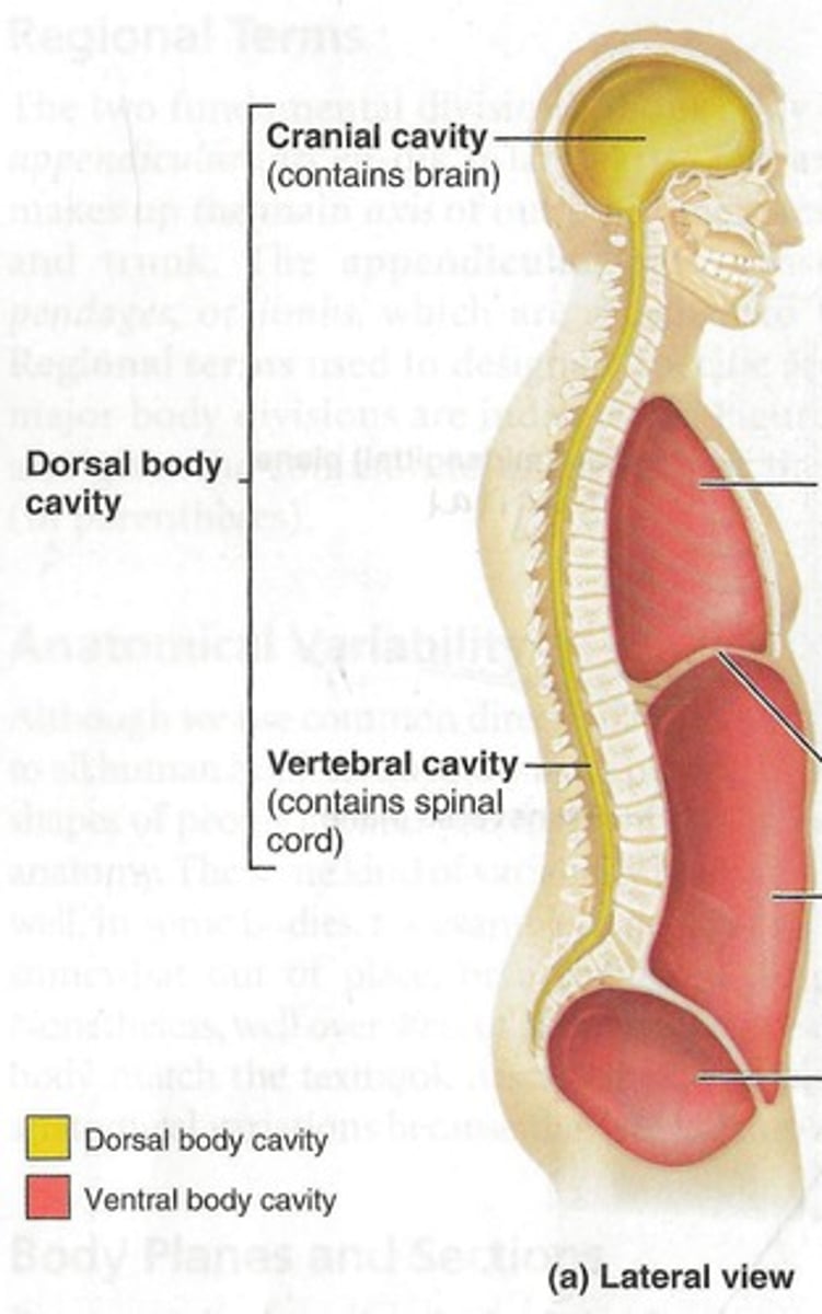 <p>Cranial cavity- encased in cranial bones at the bottom and the skull cap the top, this cavity contains the brain, the 12 cranial nerves, and the pituitary gland. The meninges line the cavity and surround the brains and the spinal cord and contain CSF between the arachnoid mater and pia mater in the subarachnoid space. The meninges and CSF protect and cushion the dorsal cavity.</p><p>Vertebral cavity- contains the vertebrae and the spinal cord. The meninges extend from the cranial cavity to enclose the vertebral cavity.</p>