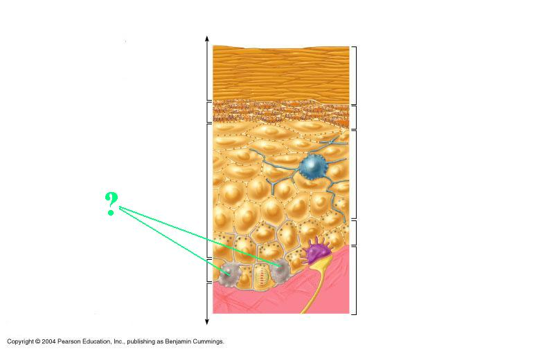 <p><span style="font-family: Lato Extended, Lato, Helvetica Neue, Helvetica, Arial, sans-serif">Identify the indicated structure of the epidermis.</span></p>