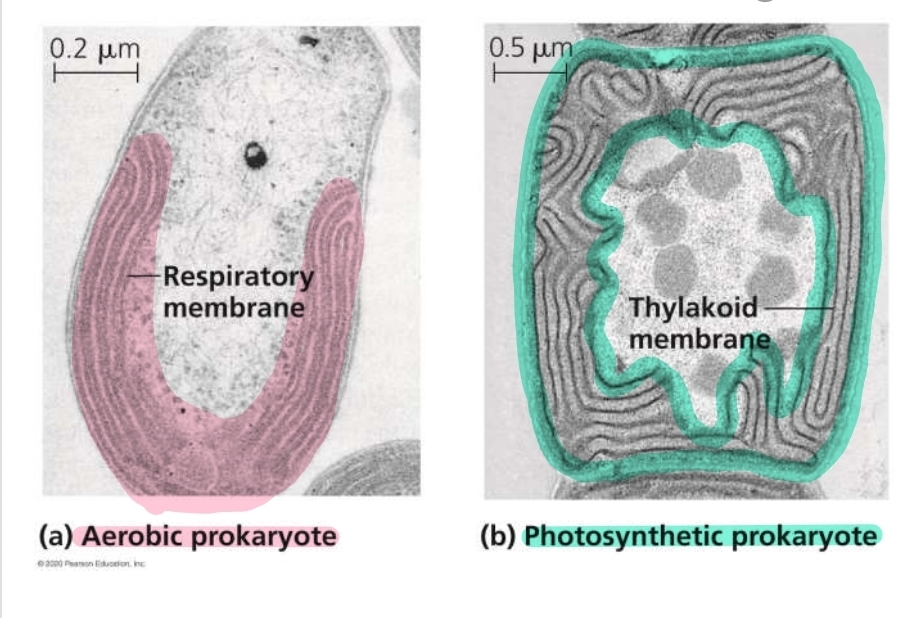 <p>What do prokaryotes lack?</p>