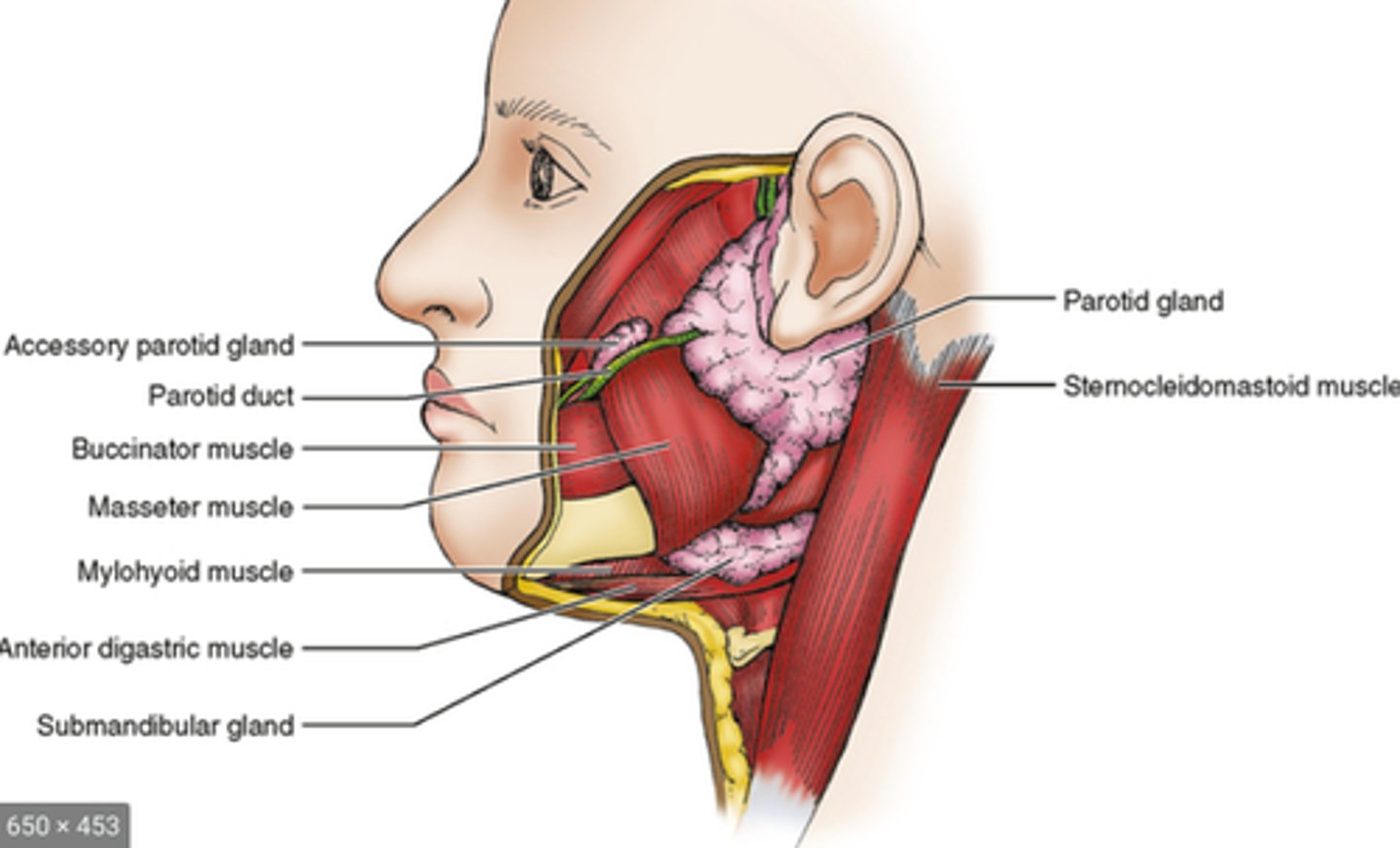 <p>Parotid gland</p><p>-Anterior to the ear near the ramus of the mandible</p><p>-Retromandibular vein separates the superior and deep lobes of the gland</p><p>Submandibular gland</p><p>-Located beneath the anterior mandible, inferior and lateral to the mylohoid muscle</p><p>Sublingual gland</p><p>-Located beneath the muscles of the tongue, medial to the mylohoid muscle and lateral to the hypoglossal muscle </p>