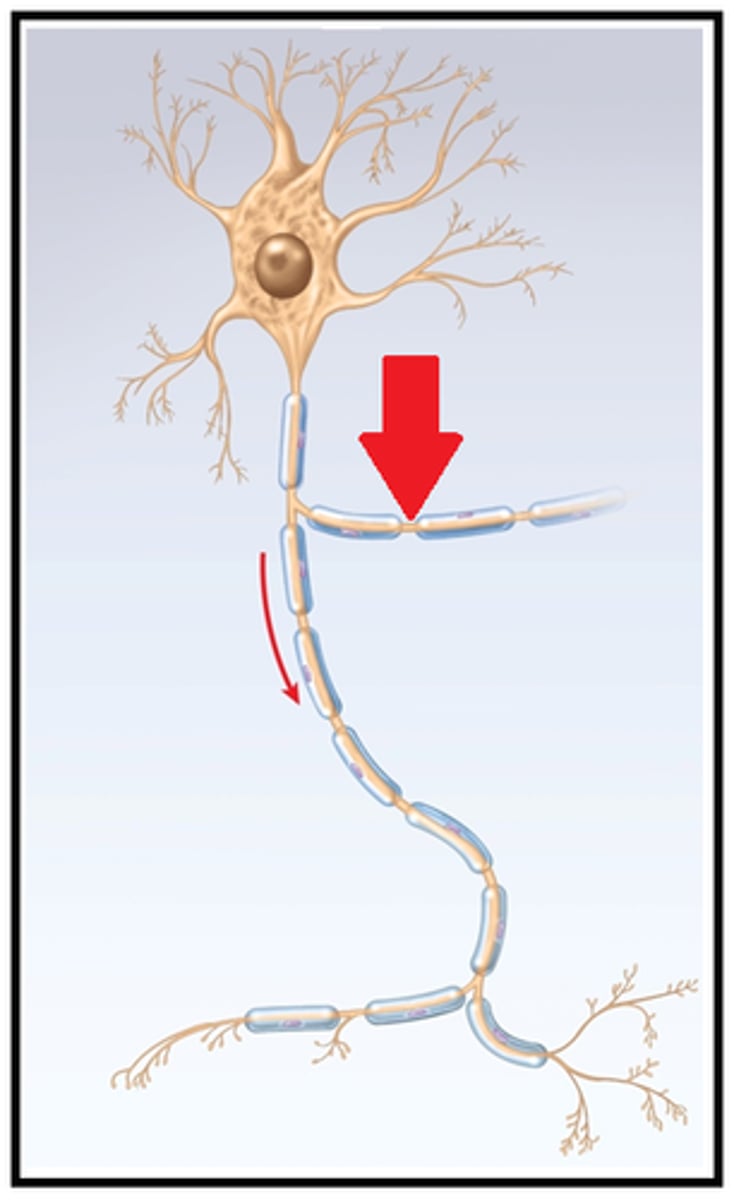 <p>Branches of a neurons axon that emerge at right angles from the primary axon</p>