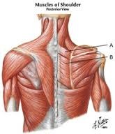 <p>between scapula, Pull scapula medially, stabilizes scapula</p>