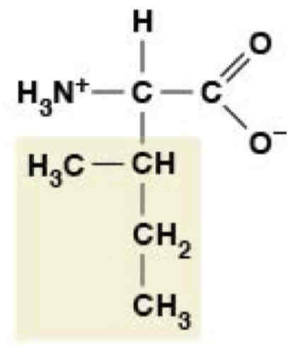 <p>Nonpolar (Hydrophobic)</p>