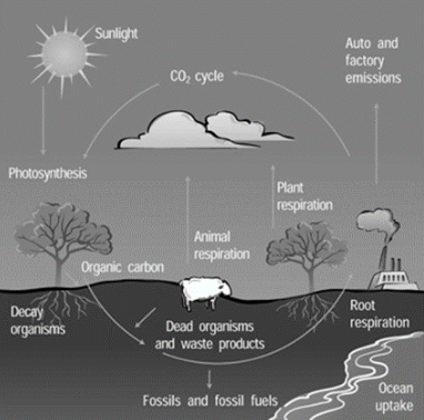 <p><span>The graphic below shows the carbon cycle. The source of the figure is </span><a target="_blank" rel="noopener noreferrer nofollow" class="link" href="https://scied.ucar.edu/learning-zone/earth-system/biogeochemical-cyclesLinks" download="true"><span>https://scied.ucar.edu/learning-zone/earth-system/biogeochemical-cyclesLinks</span></a><span> to an external site. .</span><br><span>Using this diagram as a reference, and any other information you can recall, what impact would reducing deforestation have on the carbon cycle?</span></p>