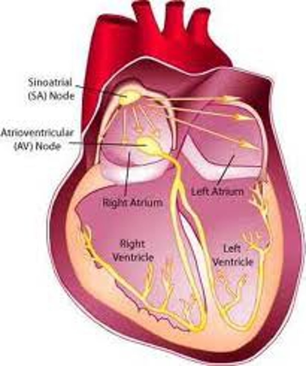<p>specialized part of the interatrial septum that sends a charge to the bundle of His. (it electrically connects the atria to the ventricles to coordinate beating and ensures the ventricles contract after the atria)</p>