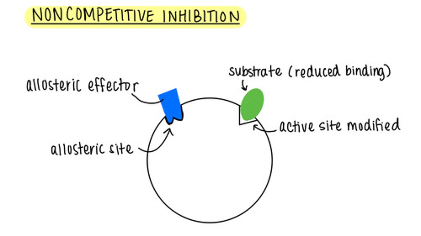 <p>noncompetitive inhibition</p>