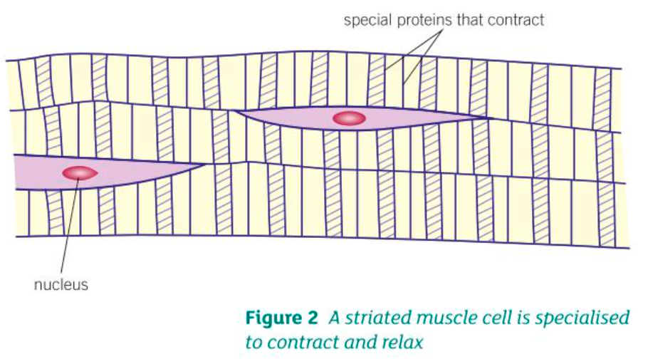 <p>Muscle cells have:</p><p>- An arrangement of protein filaments which allow them to slide over each other to produce muscle contraction</p><p>- Mitochondria (that provides energy for muscle contraction)</p><p>- Merged cells in skeletal muscles to allow muscle fibre contractions in unison</p>