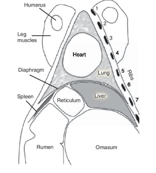 <ul><li><p>Heart —&gt;<em> listen under elbow, rib spaces 3-5&nbsp;</em></p><ul><li><p>murmurs = endocarditis</p></li><li><p>quiet/absence/splashing = traumatic pericarditis</p></li></ul></li><li><p>Lungs</p><ul><li><p>small lung field<em>&nbsp;—&gt; listen in several different areas (triangular, see image)</em></p></li><li><p>examine both sides&nbsp;</p></li><li><p><em>abnormal sounds = damage been there a while&nbsp;</em></p></li><li><p><em>heat stress at in warmer temps</em></p></li></ul></li></ul><p></p><p><strong>DO ON BOTH LEFT AND RIGHT </strong></p><p></p>