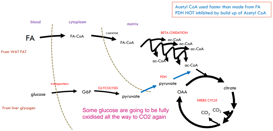 <p>As the pace increases: the rate of fatty acid utilisation increases, but the enzymes that catalyse fatty acid oxidation soon reach their maximum capacity. So fatty acid oxidation alone cannot maintain ATP production: Inhibition on glucose oxidation is removed. Glucose oxidation occurs: Less glucose recycling and Liver glycogen stores depleted faster.</p><p>A mixture of fatty acid oxidation and glucose oxidation (The glucose comes from the liver). Any further increase in pace met by increase in glucose oxidation (Fatty acid oxidation going at full speed already)</p>