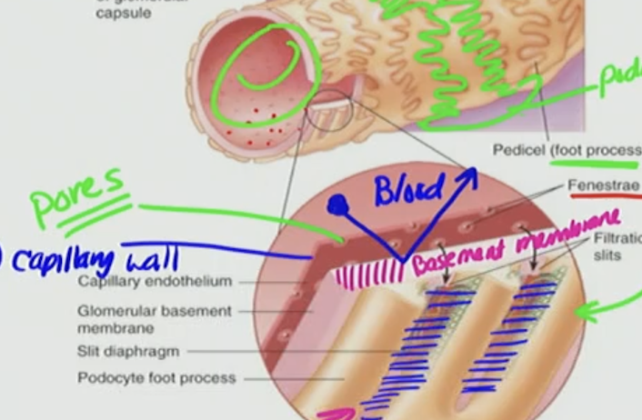 <p>C. Capillary endothelium</p><ul><li><p>labeled #1</p></li></ul><p></p>