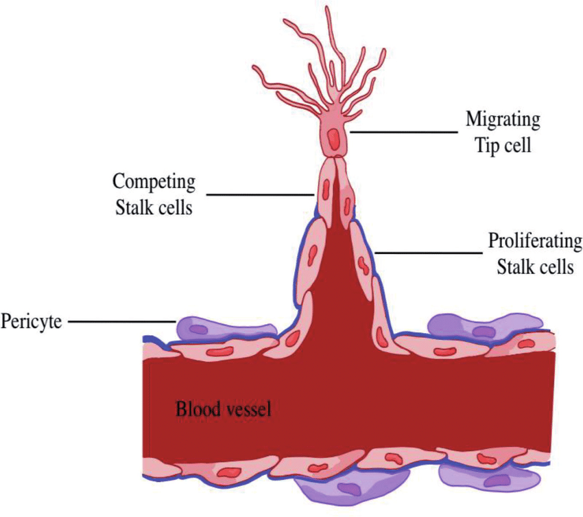 <p>Vid signalering från VEGF-A kommer tip cells att svara genom en <em>kontrolleradmigration</em> (med psudopodia). Stjälkcellerna kommer istället att svara på VEGF genom <em>proliferation</em>.</p><p>Signalering av VEGF-A kommer at aktivera <strong>notch-signalering</strong>. Hos stjälkcellerna kommer denna signalering inhibera differentiering till en tip cell fenotyp. Alltså kommer genuttryck att se olika ut his tip och stalk cells.</p>