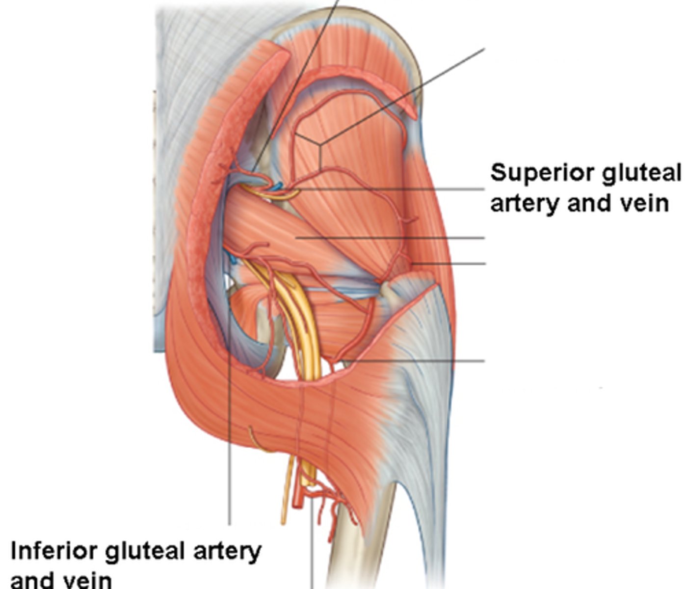 <p>-lower extremity (gluteal, hip, posterior thigh)</p>