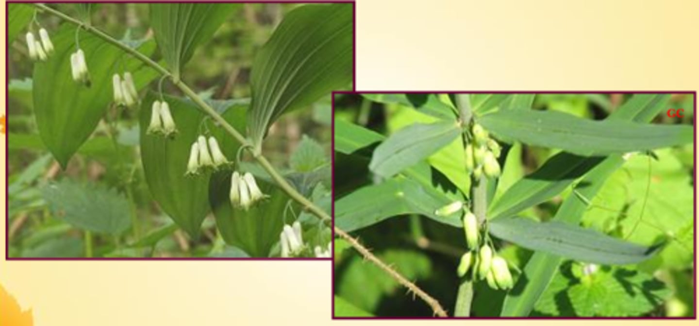 <p>deux espèces différentes</p><p>Commun </p><p>🌿 Tige arquée.</p><p>🌿 Fleurs blanches pendantes par 2–5 à l’aisselle des feuilles.</p><p>🌿 Feuilles alternes</p><p>Verticiliées</p><p>🌿 Feuilles étroites, disposées en verticilles (3–8 autour de la tige).</p><p>🌿 Fleurs isolées à l’aisselle des feuilles.</p>