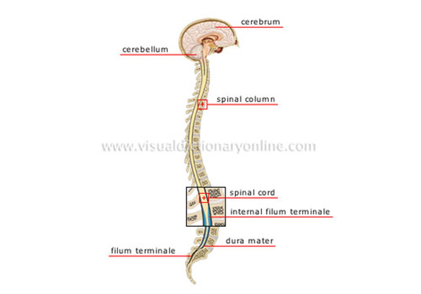 <p>brain and spinal cord make up the __________.</p>