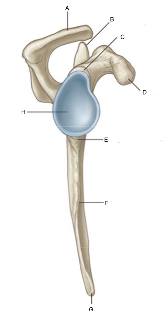 <p>E</p>