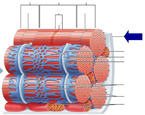 plasma membrane of a muscle fiber