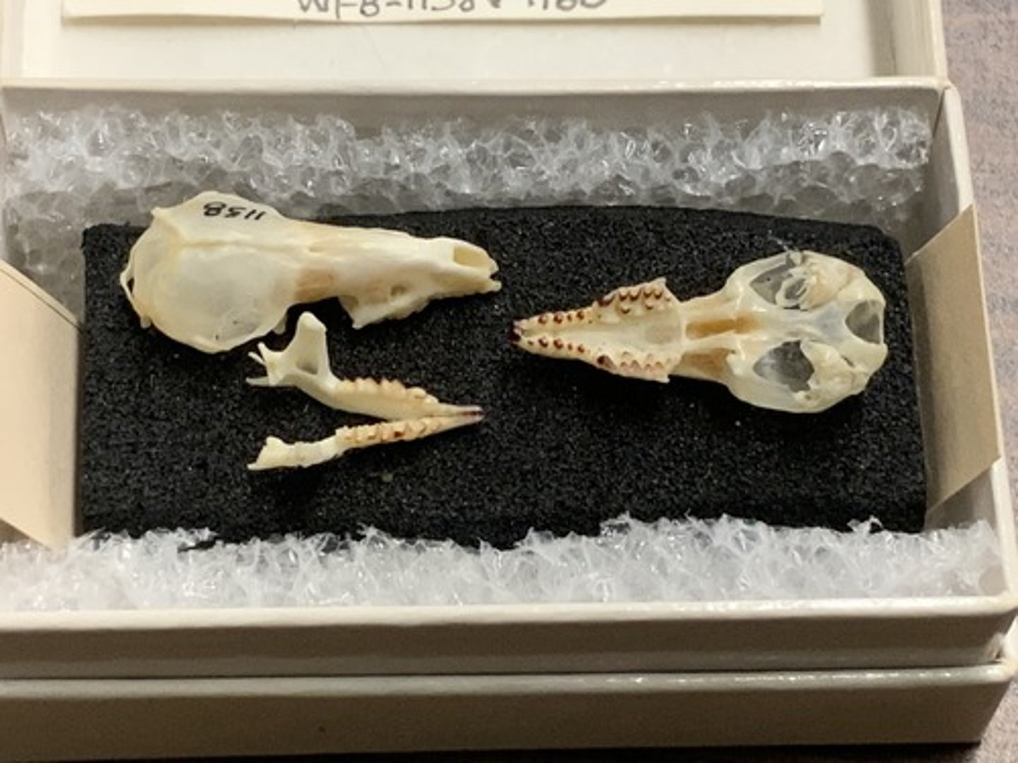 <p>Family, Order, Infraclass, Subclass</p><p>-small, triangular skull</p><p>-red teeth</p><p>-dilambodont teeth</p><p>-no zygomatic arch or auditory bullae</p>