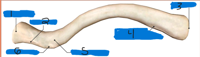 <p>what bone is this</p>