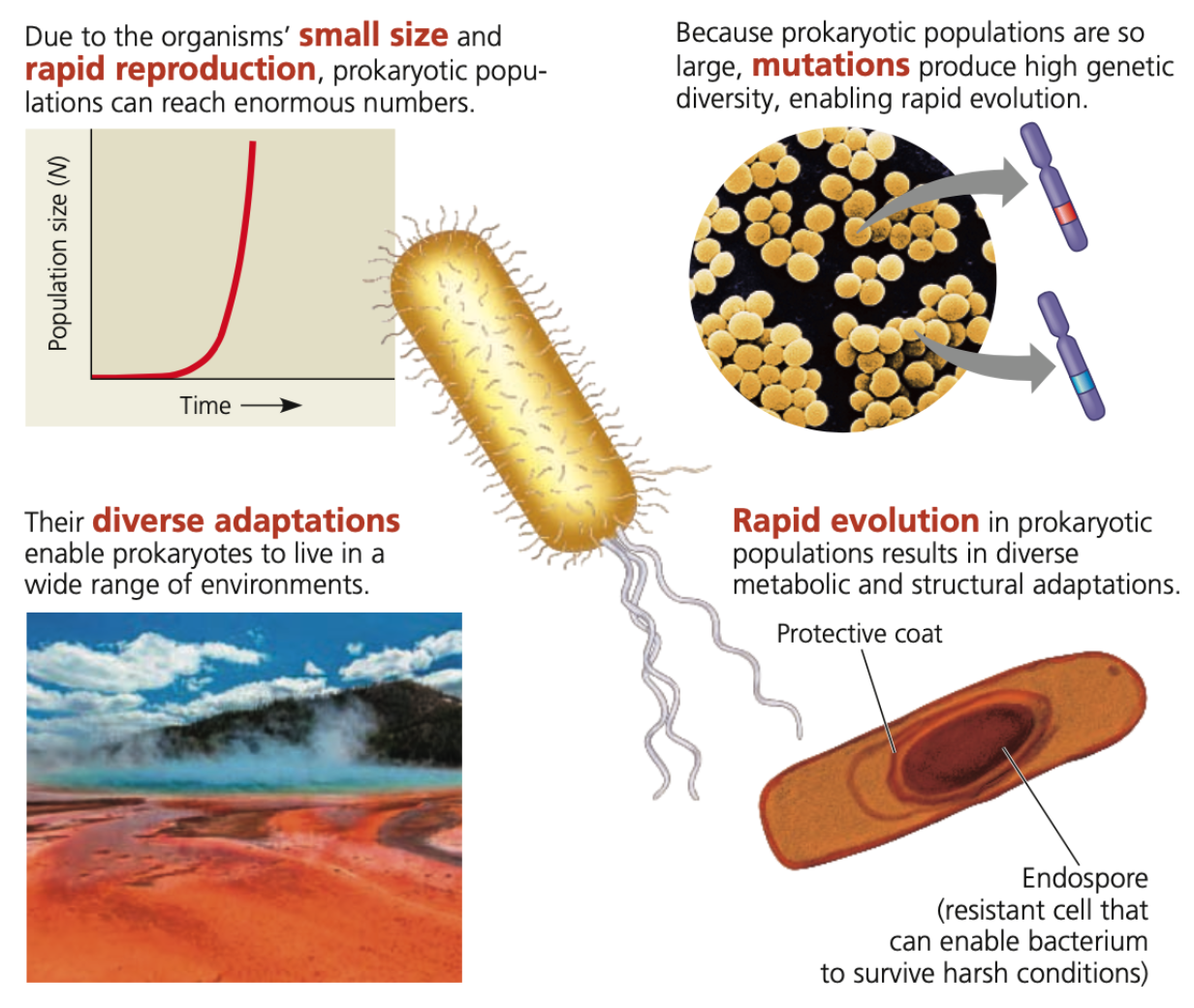 ➔ Single prokaryote divides into 2 cells, then divides into 4, 8, 16, and so on