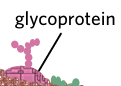 <p>protein bound to a carbohydrate</p><ul><li><p>cell signaling</p></li><li><p>cell-cell recognition</p></li><li><p>cell adhesion</p></li></ul><p></p>
