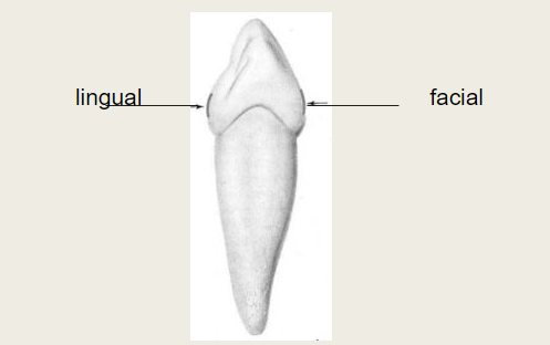 <p>Facial and lingual are both located on the cervical third of the crown. </p>