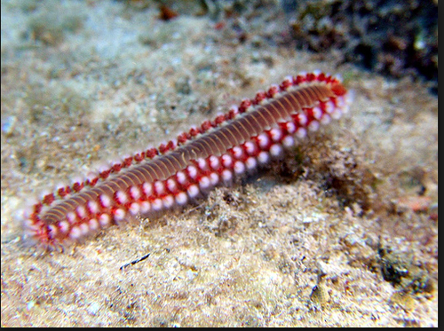 <p>- Free swimming annelids</p><p>- Agile marine swimmers</p>