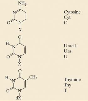 <p>cytosine has only one C=O, uracil and thymine have 2, thymine has methyl group which uracil and cytosine lack</p>
