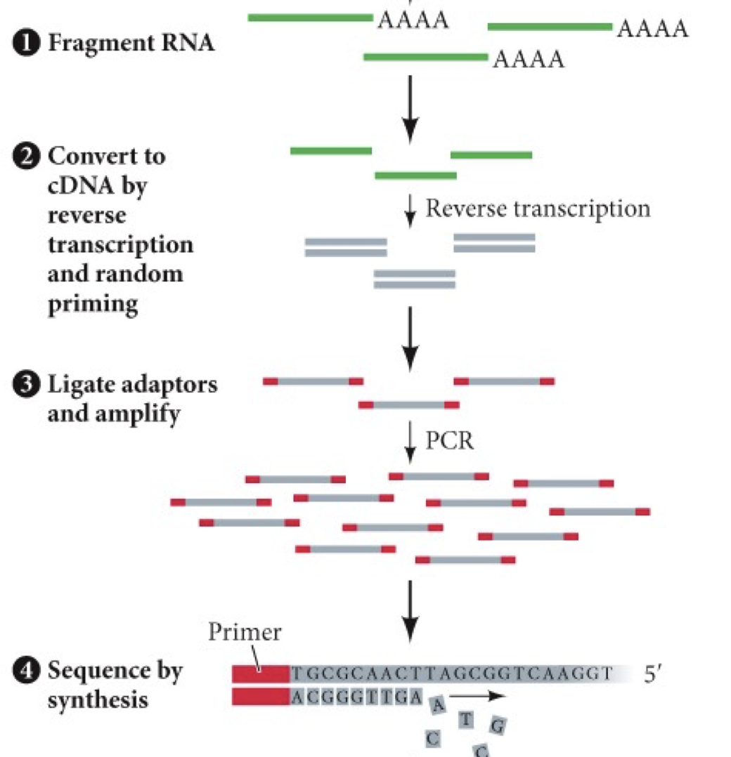 RNA-seq process