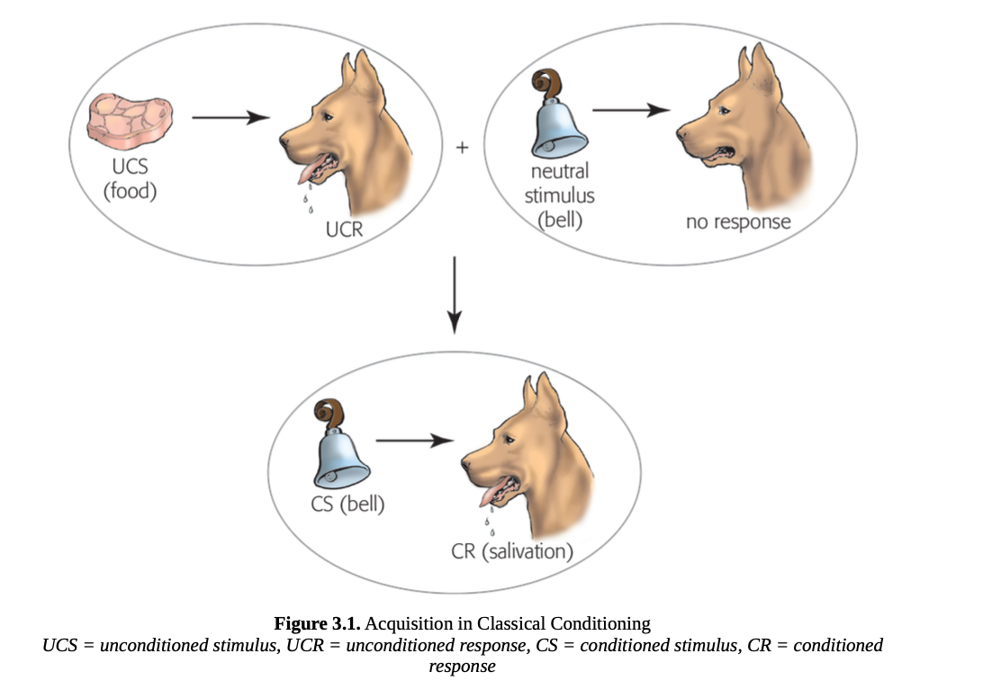 <p>classical conditioning </p>