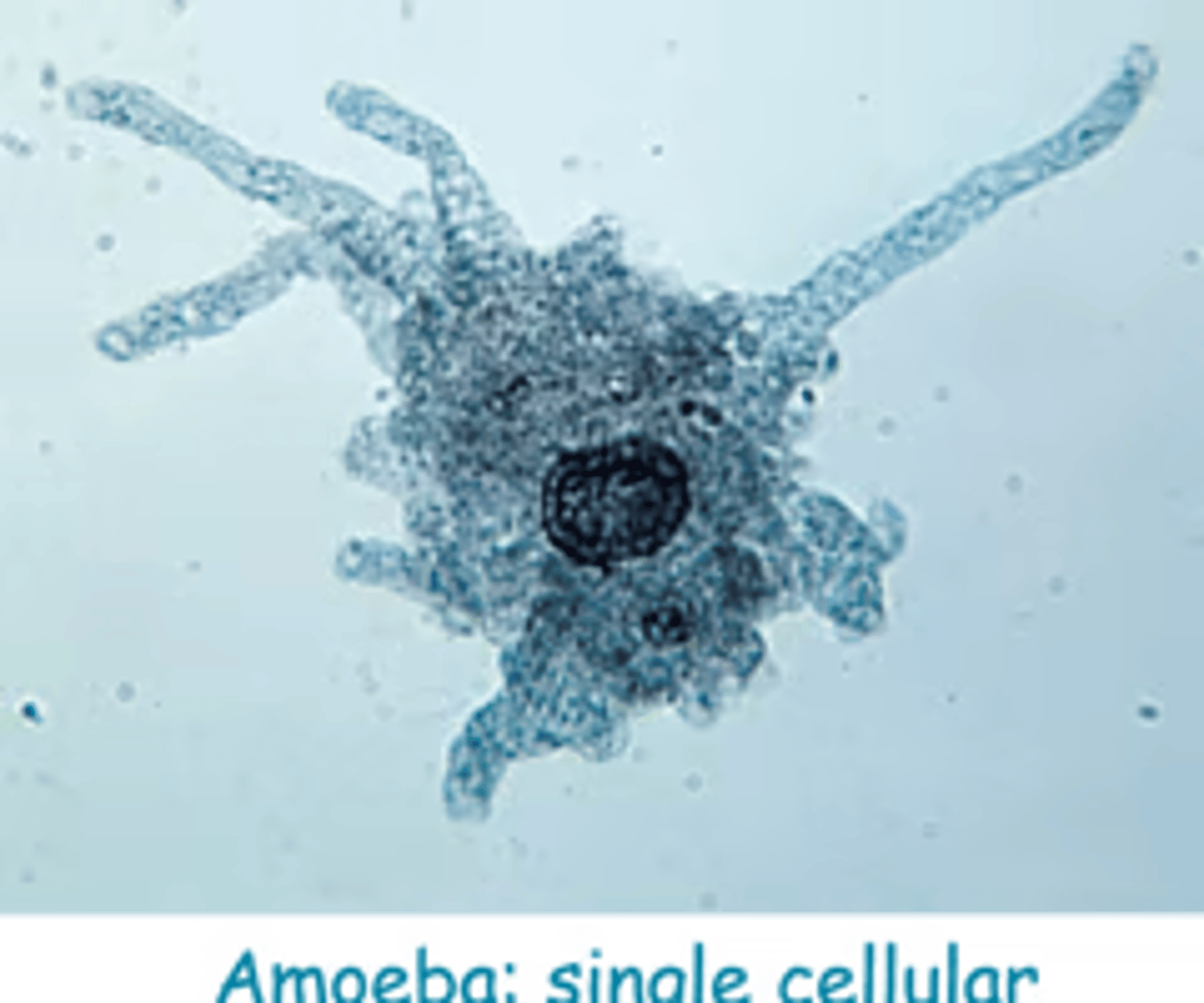 <p>The ____________ is the basic unit of life. Single-celled organisms are the smallest forms of life.</p><p>A) organ</p><p>B) tissue</p><p>C) cell</p><p>D) molecule</p>
