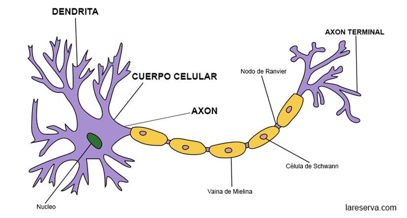 <p>Constituyen las unidades básicas del SN Tenemos al rededor de cien mil millones de neuronas en todo el cuerpo con mil probables conexiones en cada una de ellas.</p><p>Reciben y transmiten información sensorial hasta el encéfalo donde es procesada.</p><p>Se conforman por: Soma o cuerpo celular, núcleo, axón cubierto de mielina y dendritas-</p>