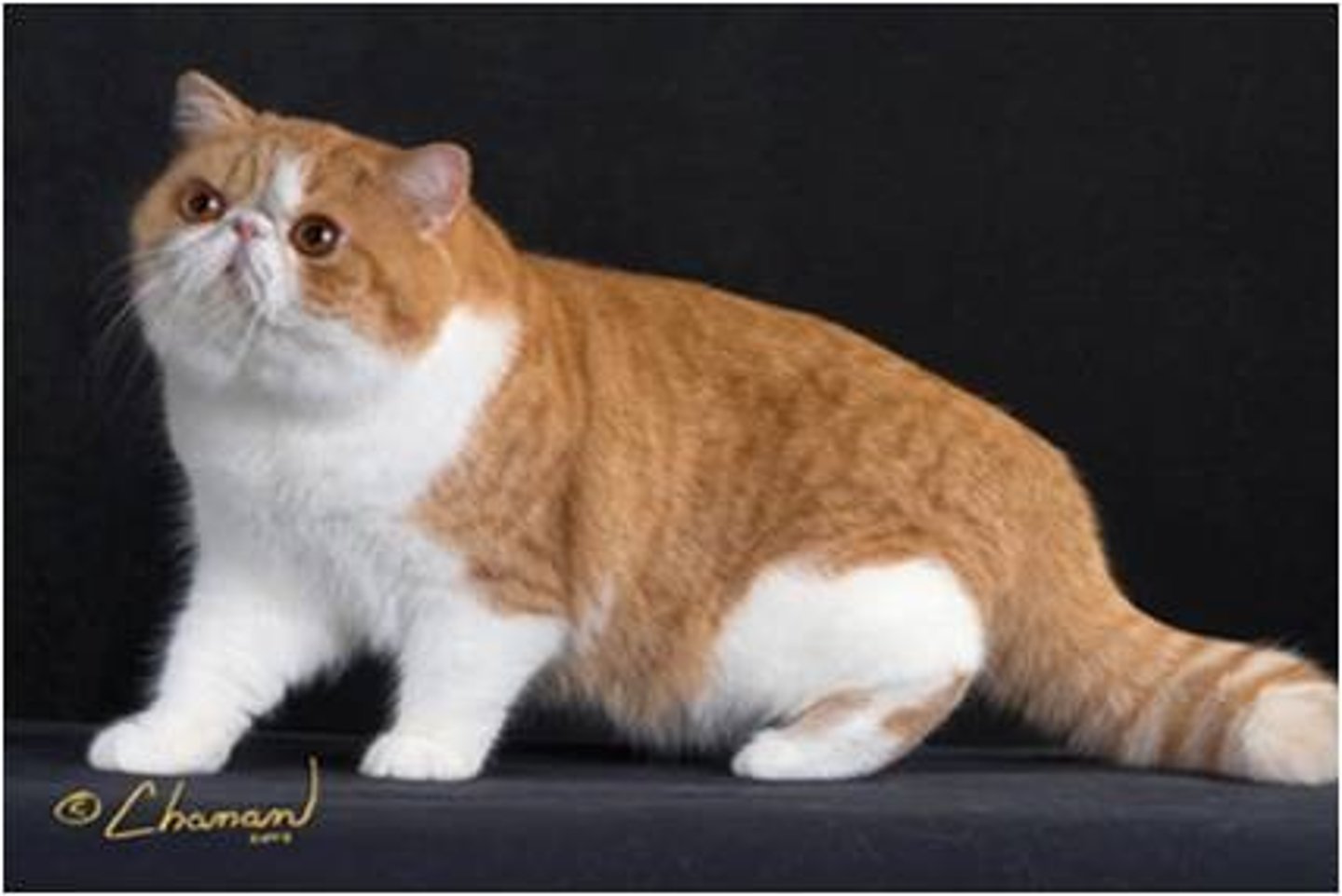 <p>Kỳ lạ/ ngoại lai (tới từ nước ngoài)</p>