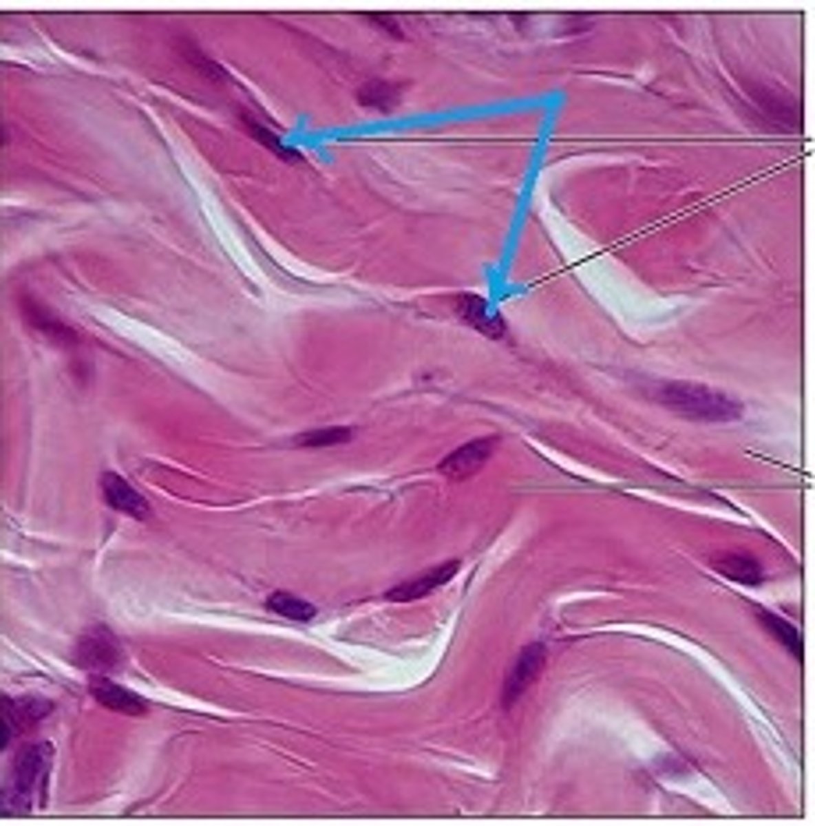 <p>what is a cell that produces fibrous matrix of CT called?</p>