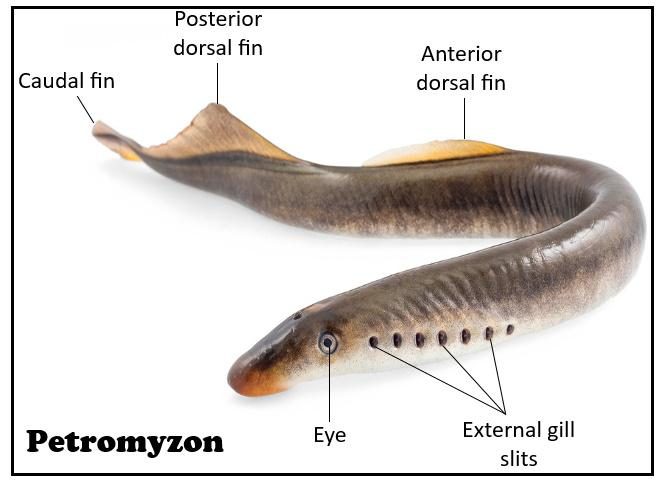 <p>Petromyzon (Lamprey)</p>